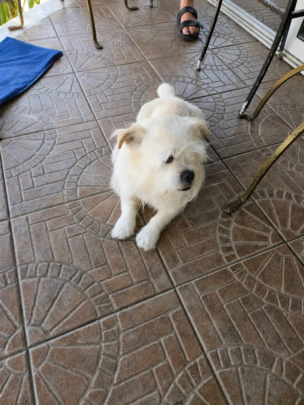 Bubbi, mali bijeli čuvar Bistroa Beppo